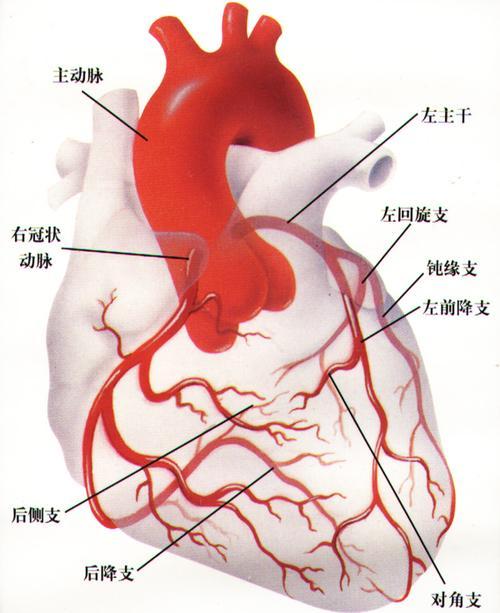 一起认识冠心病 图片1.jpg